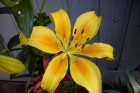 Yellow Asiatic Lily